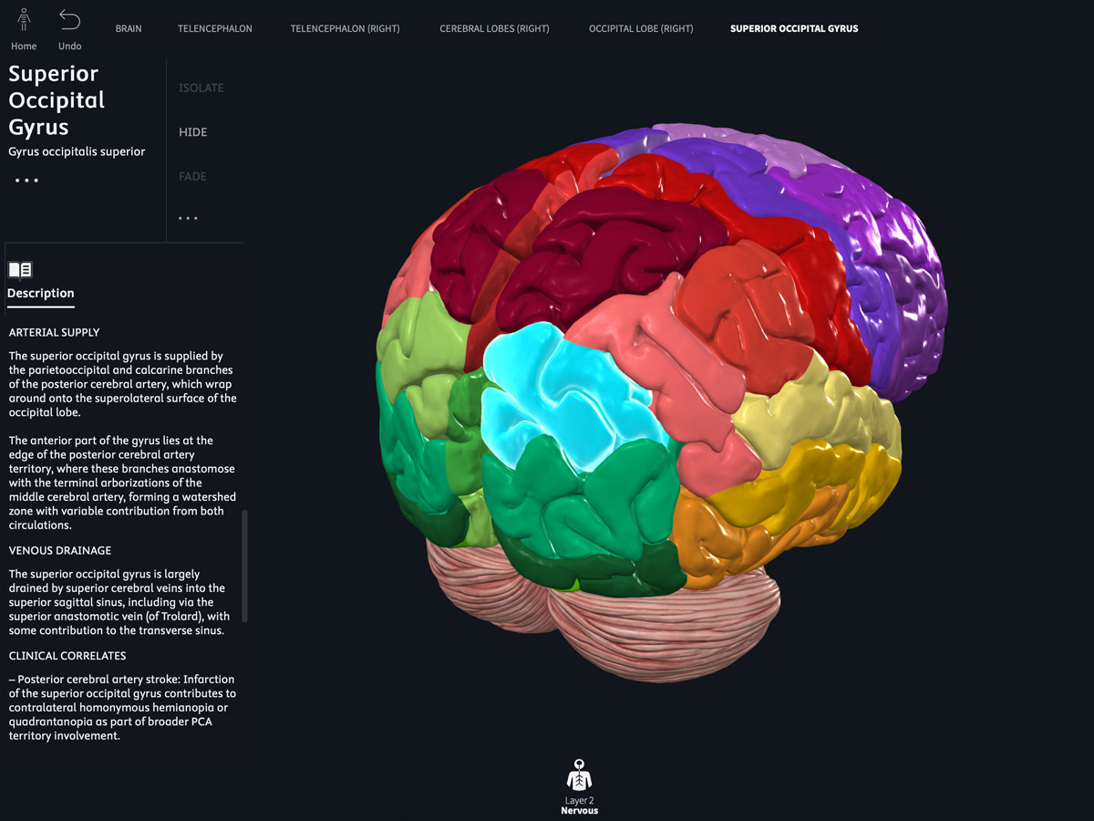 Interactive brain mapping interface showing superior occipital gyrus highlighted in purple among other colored gyri regions, with detailed written content 