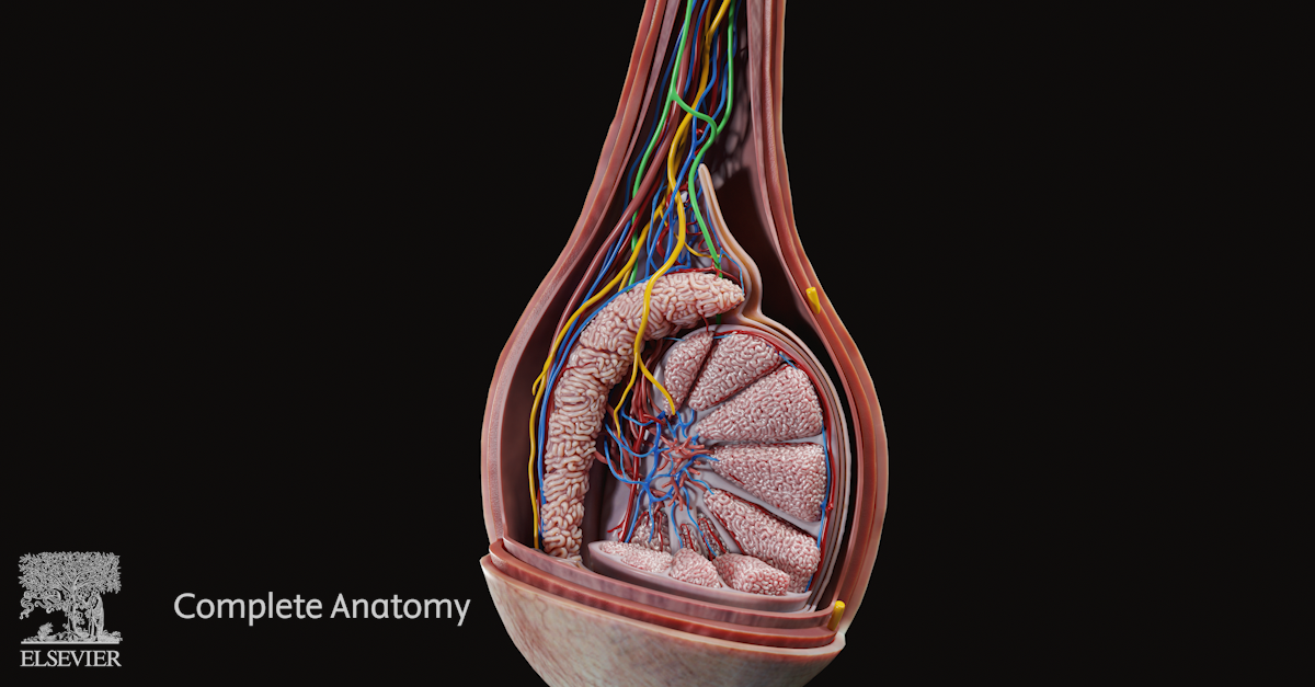 Image of the cross-sectioned testis and spermatic cord.