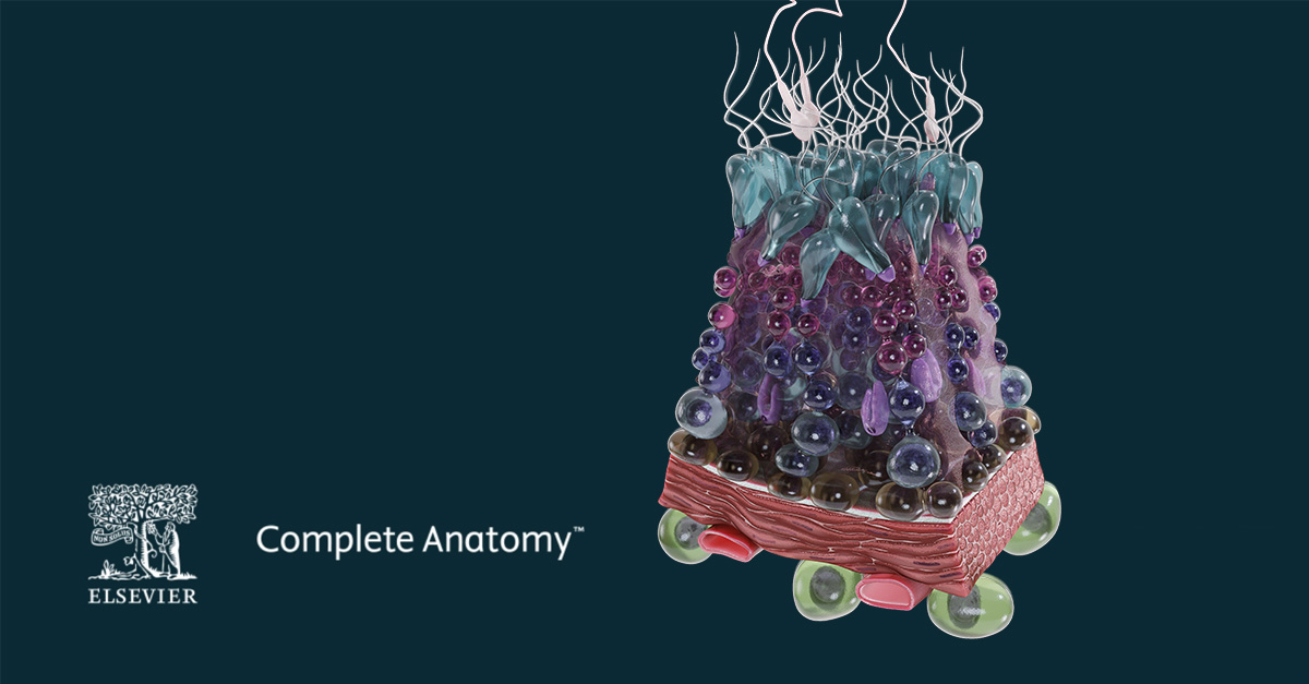 Spermatogenesis detailed model showing the process of sperm cell production.