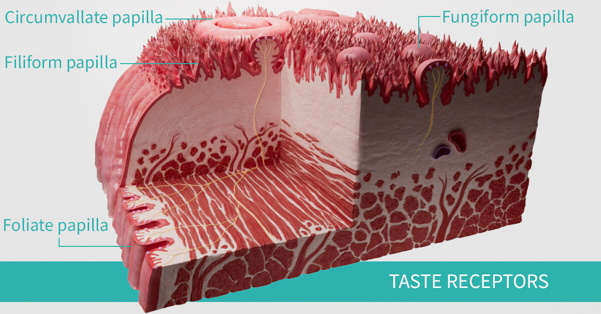 Use the Complete Anatomy micro model to visualize the taste receptors on the tongue