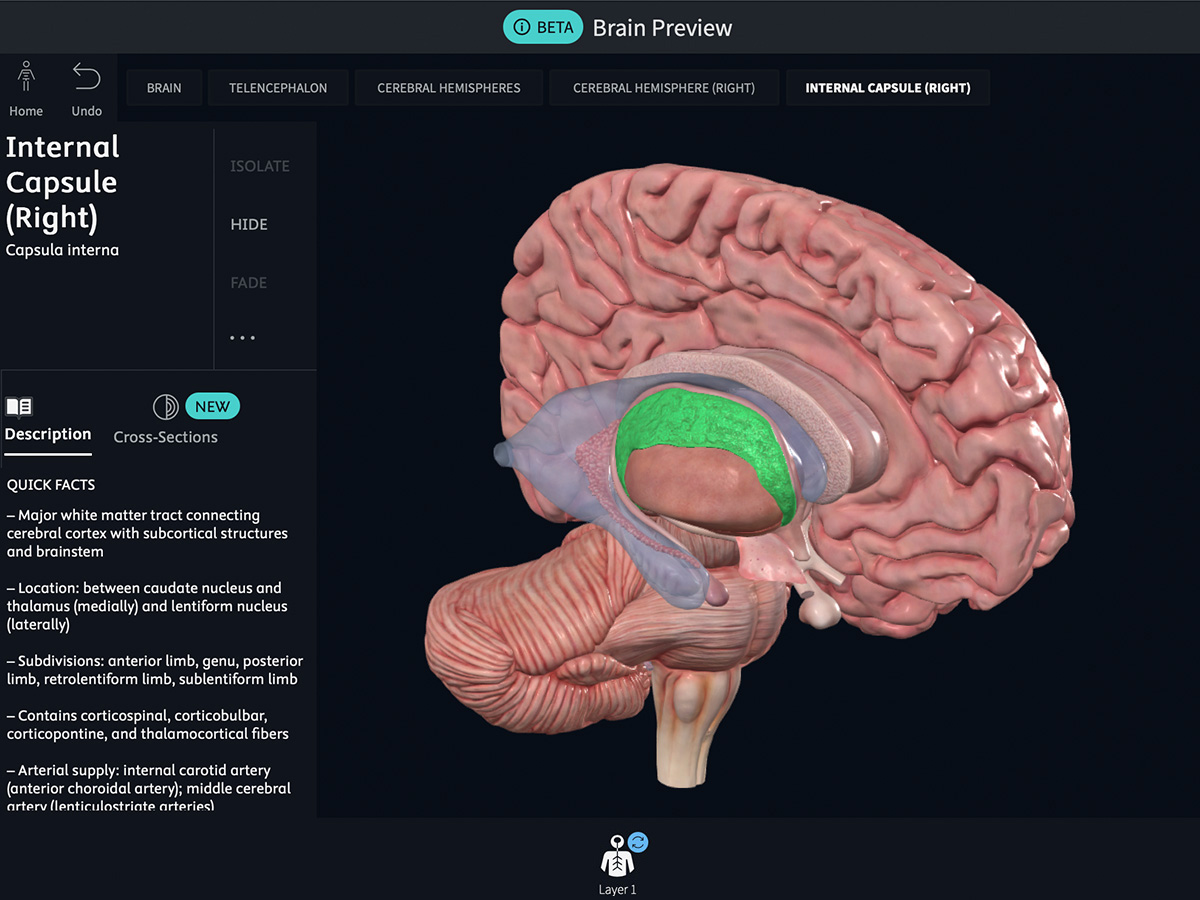 Brain Beta user interface showing detailed 3D sagittal brain view with internal structure highlighted in green, including navigation tabs, description panel with written content, and cross-sections feature 